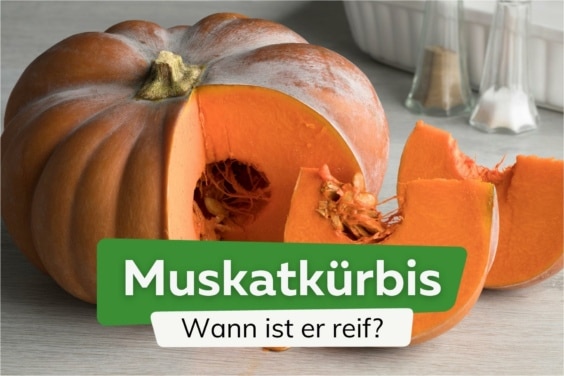 Wann ist Muskatkürbis reif?