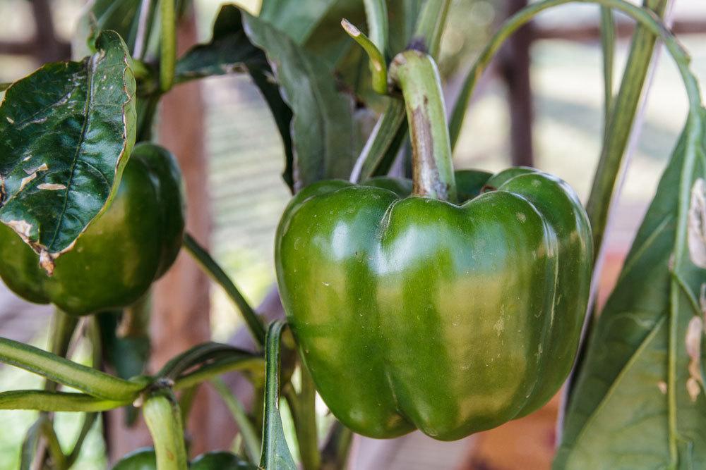 Paprikapflanze mit grüner Paprikafrucht