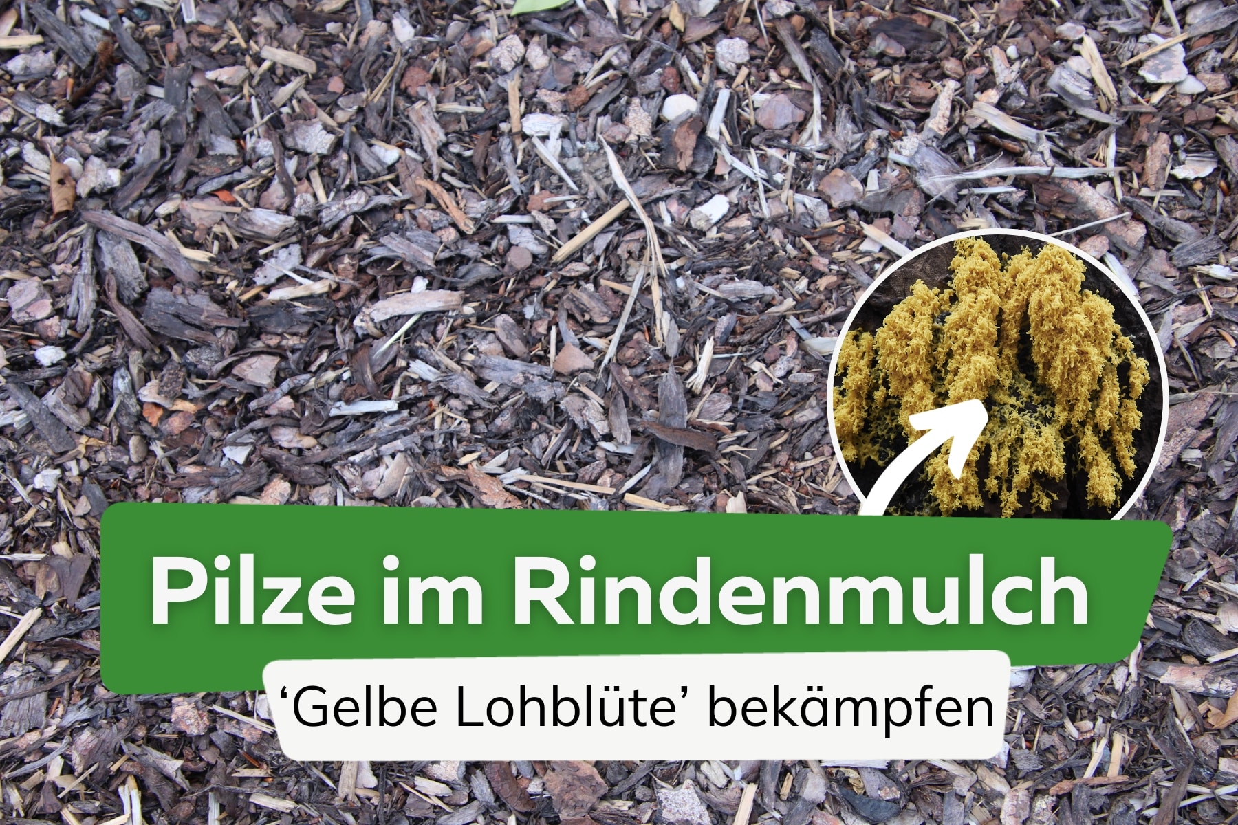 Pilze im Rindenmulch, Schleimpilz 'Gelbe Lohblüte'