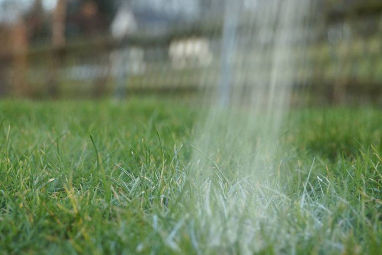 BittersalzDünger Welche Pflanzen vertragen es? Anwendung