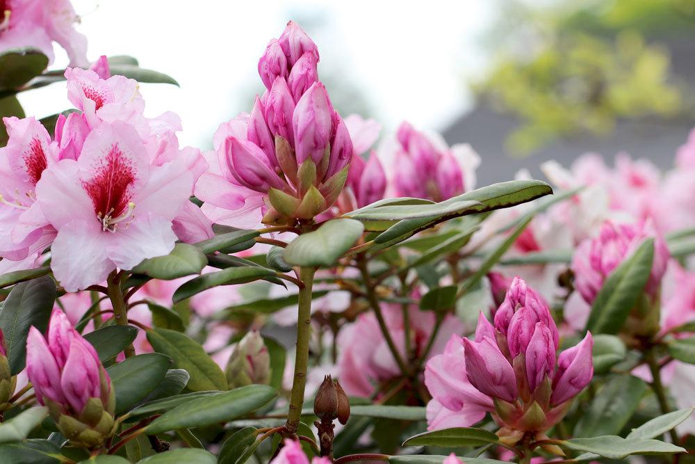 Rhododendron mit rosa Blütenfarbe