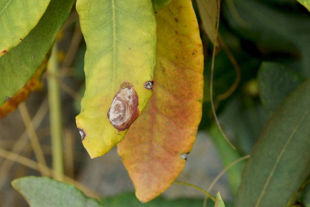 gelb-braun verfärbte Rhododendronblätter