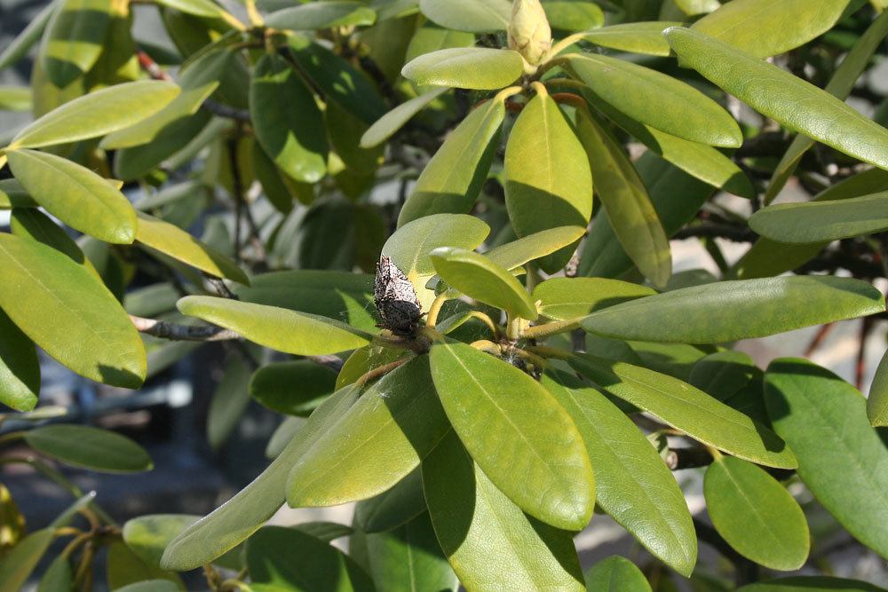 schwarz-braun verfärbte Rhododendronknospe