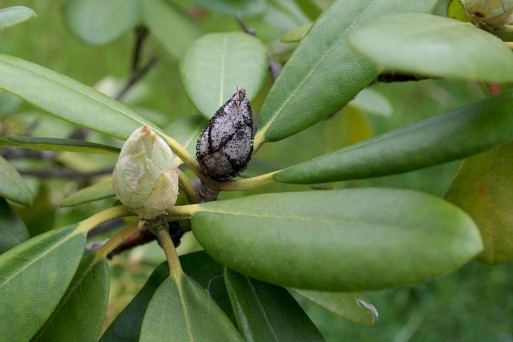 Rhododendronzikade verursacht Knospenbräune