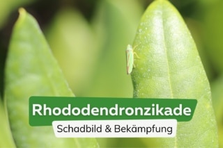 Rhododendronzikade vorbeugen & bekmpfen | Schadbild