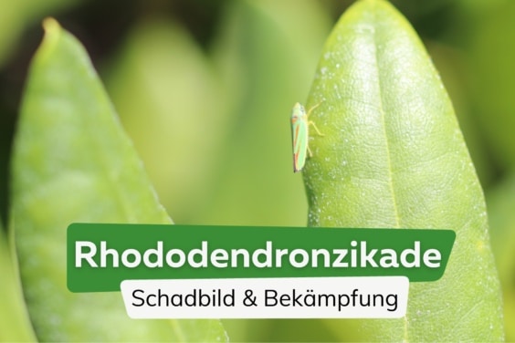 Rhododendronzikade bekämpfen