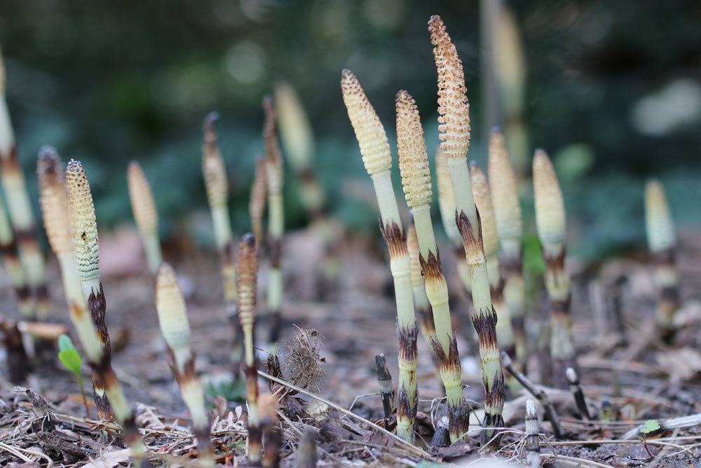 Riesen-Schachtelhalm, Equisetum telmateia