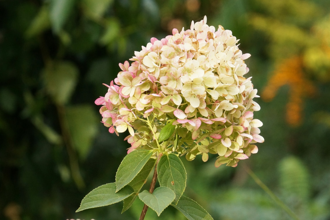 Rispenhortensie (Hydrangea paniculata)