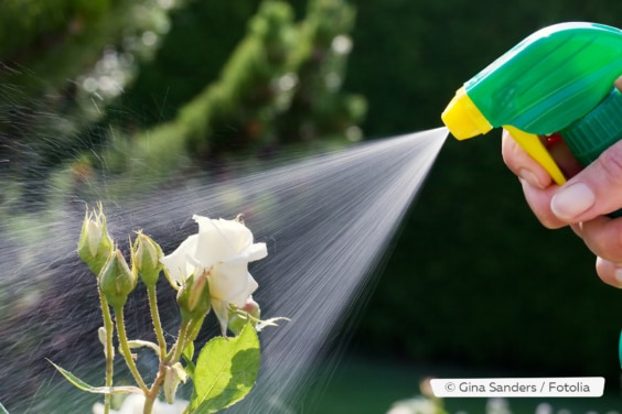 Was Hilft Gegen Lause Bei Rosen