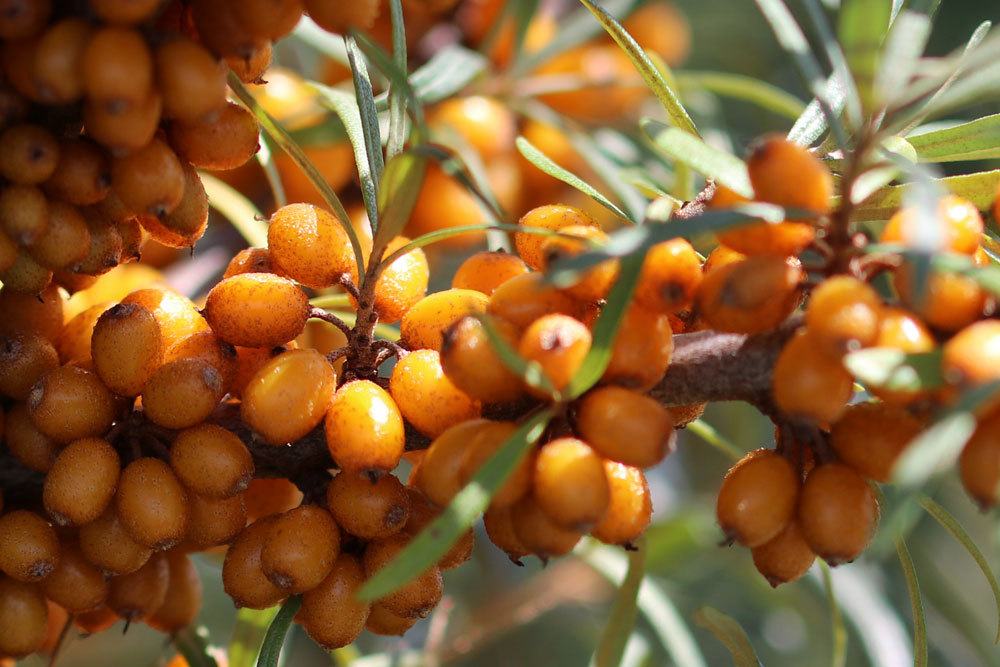 reife Sanddornbeeren ernten