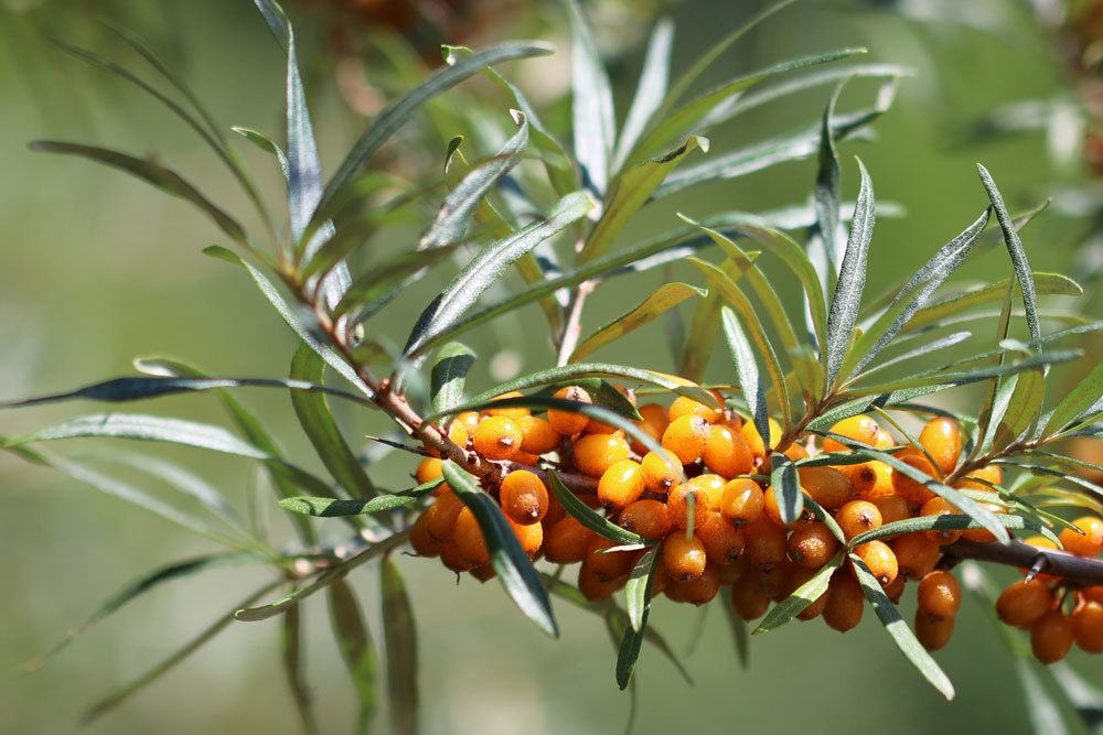 Sanddornbeeren am Strauch