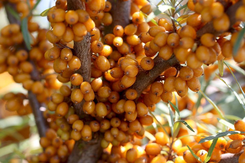 goldgelb-orange Sanddornbeeren