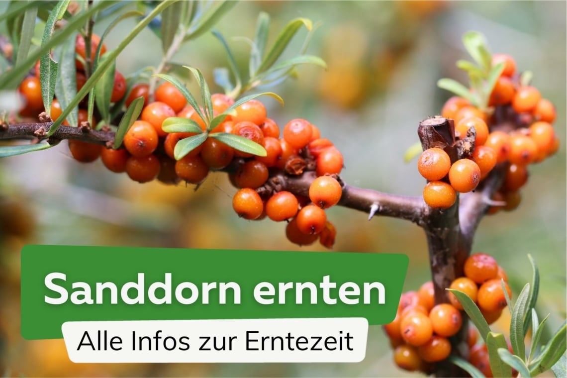 Sanddorn ernten