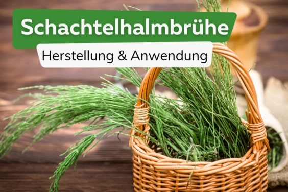 Schachtelhalmbrühe herstellen und anwenden