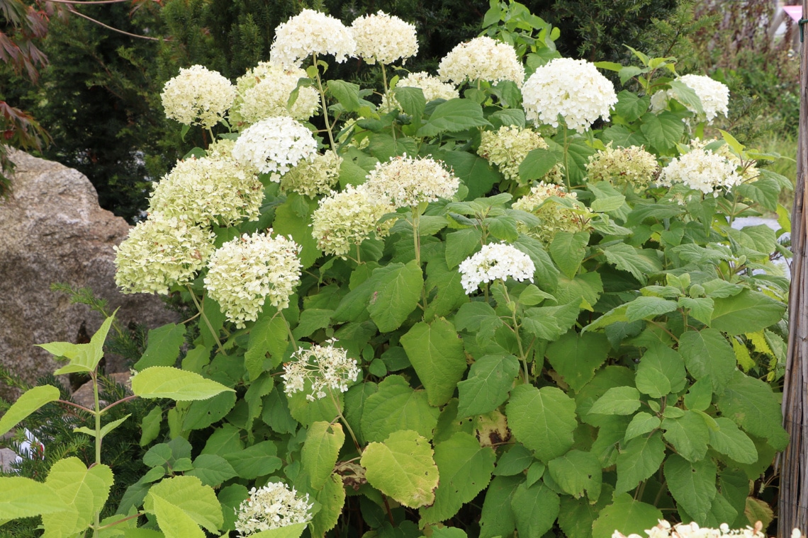 Schneeballhortensie (Hydrangea arborescens)