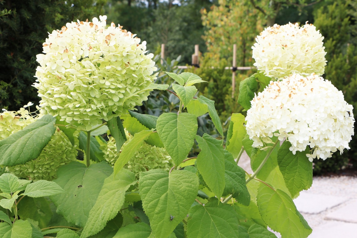 Schneeballhortensie (Hydrangea arborescens 'Annabell')