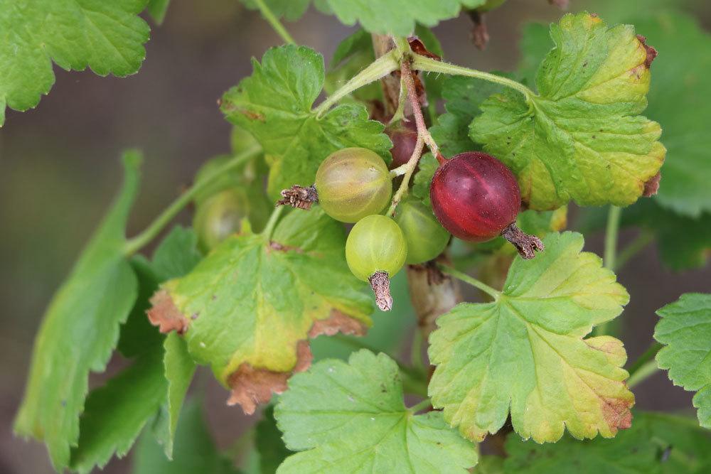 Stachelbeeren am Strauch