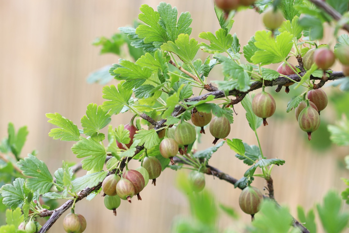 Herabhängender Ast voller Stachelbeeren