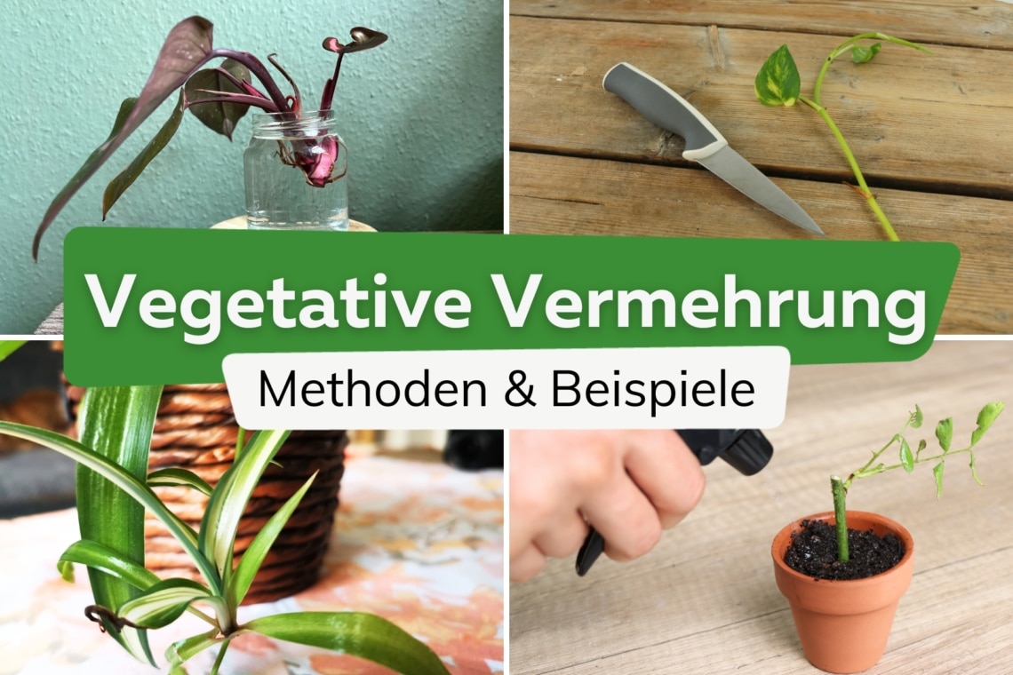 Vegetative Vermehrung