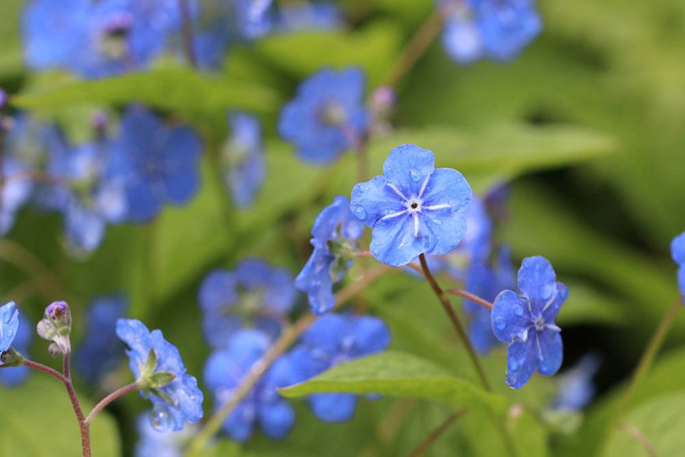 Vergissmeinnicht, Myosotis