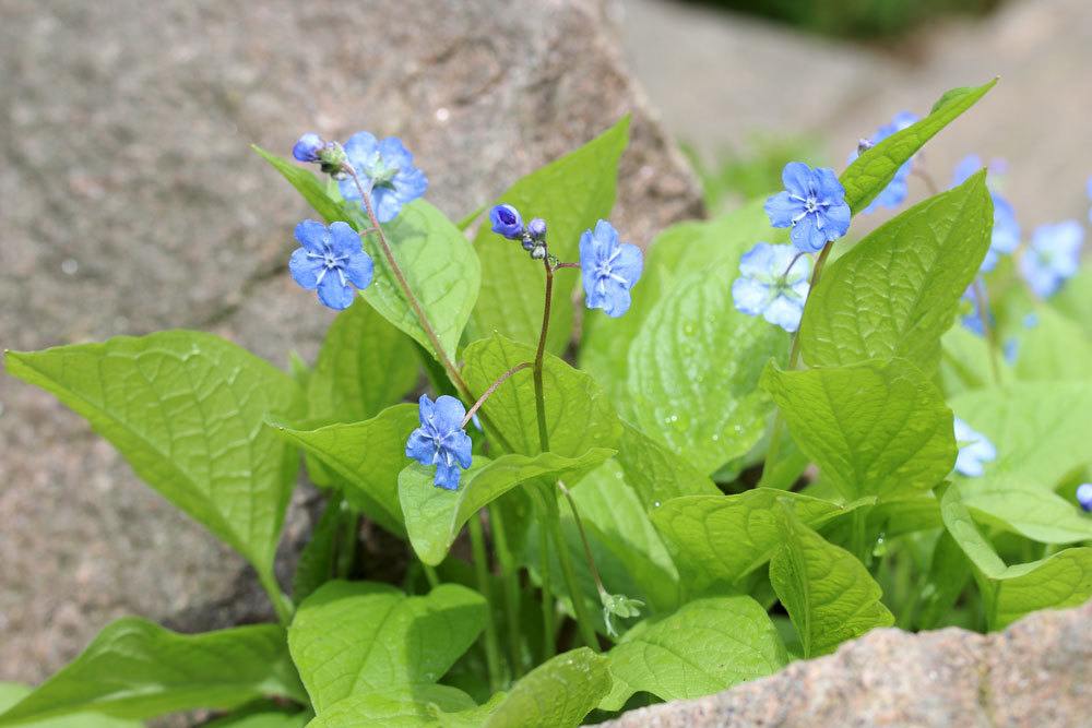 Vergissmeinnicht, Myosotis