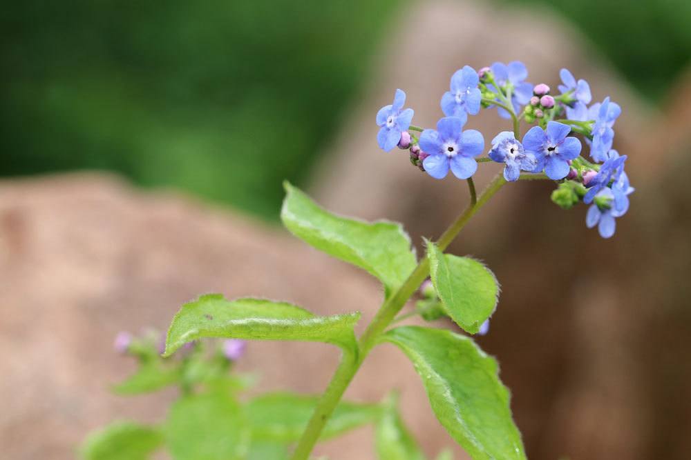 Vergissmeinnicht, Myosotis