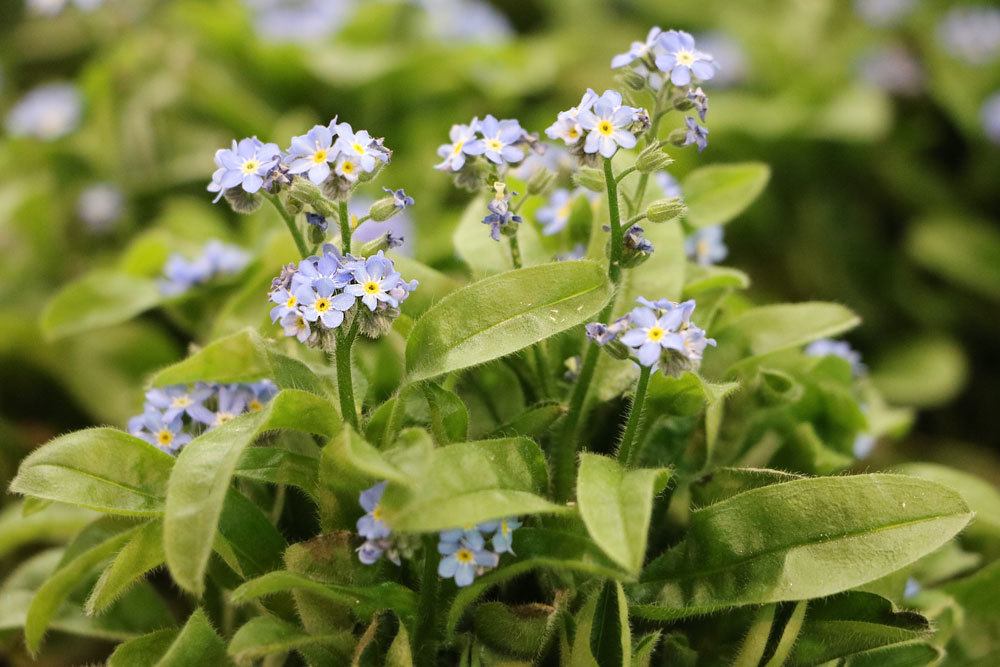 Wald-Vergissmeinnicht, Myosotis sylvatica