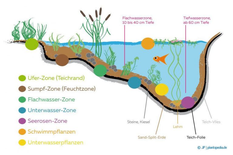 Teichpflanzen einsetzen mit oder ohne Erde? So pflanzen Sie richtig