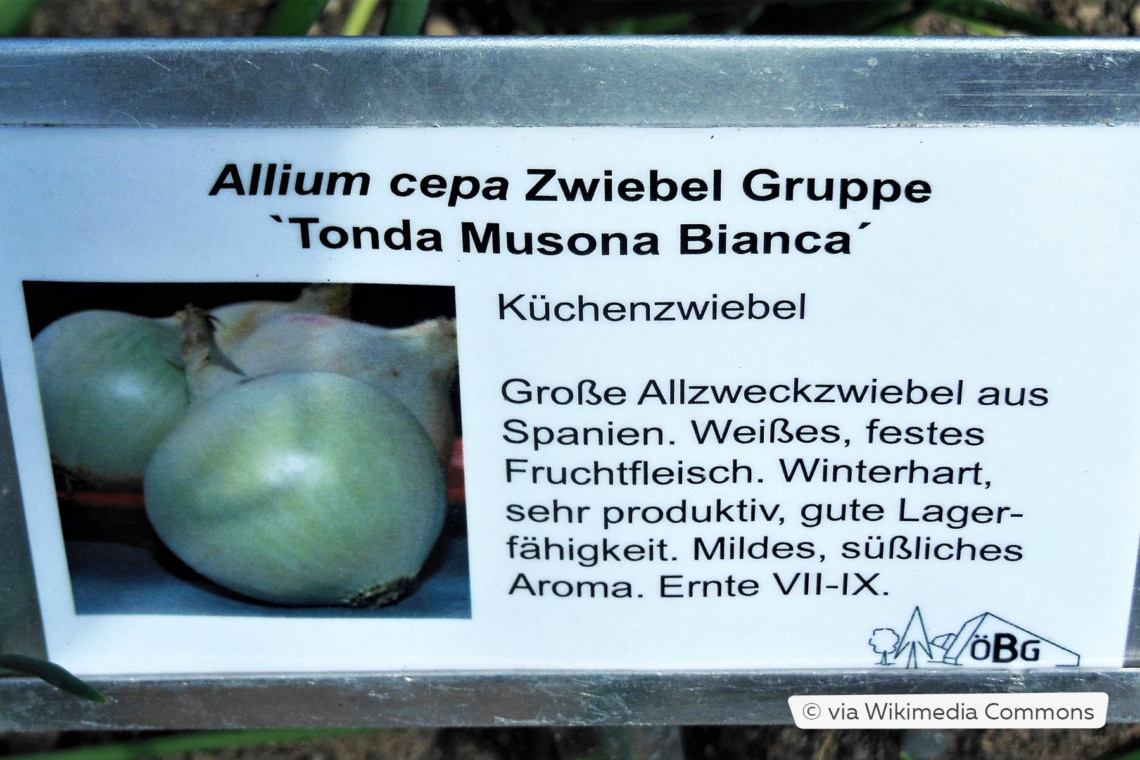 Weiße Zwiebel 'Tonda musona'