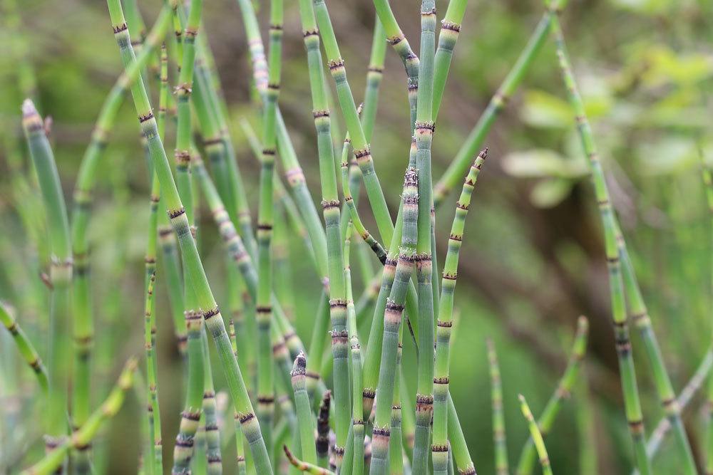 Winter-Schachtelhalm, Equisetum hyemale