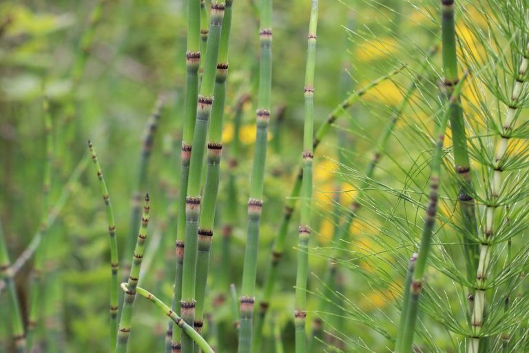 Winter-Schachtelhalm, Equisetum hyemale