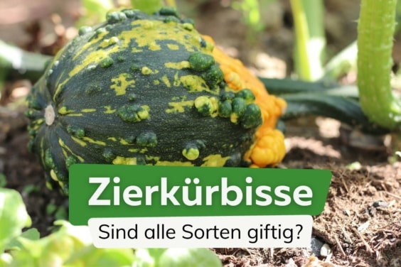 Sind Zierkürbisse giftig?