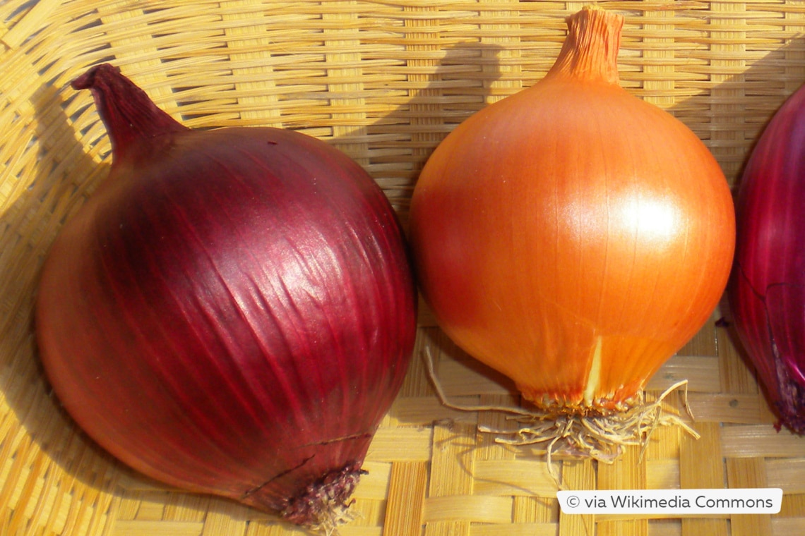 Rote Zwiebel 'Rossa di Toscana'