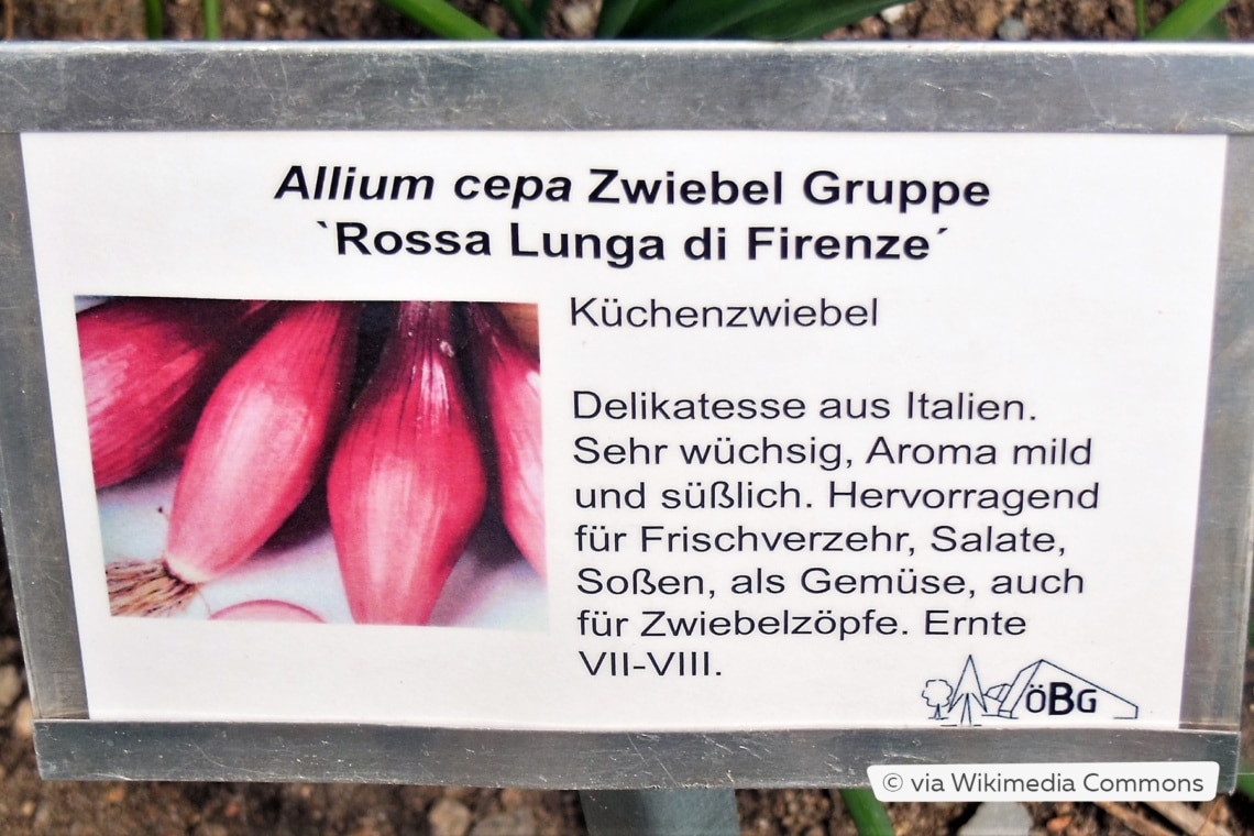 Rote Zwiebel 'Rossa Lunga di Firenze'