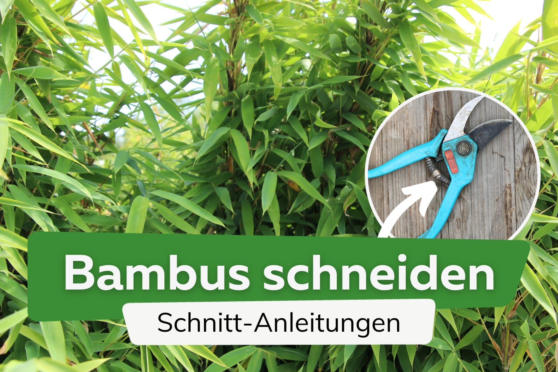 Bambus schneiden