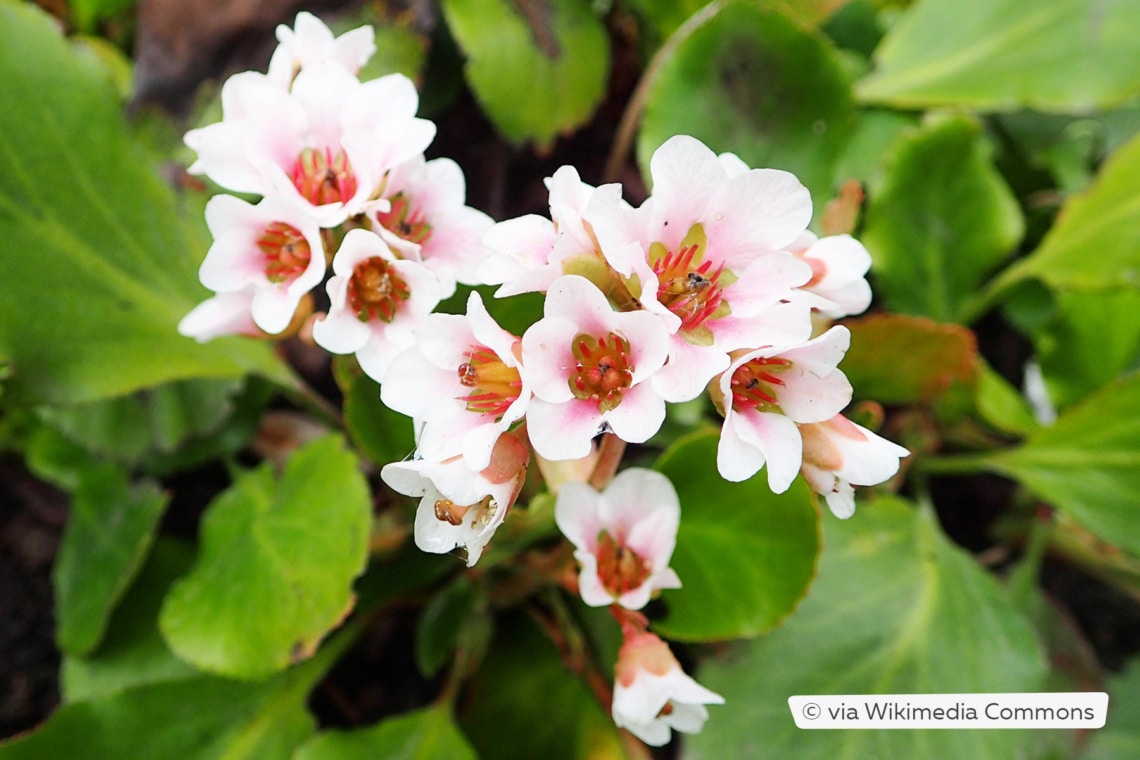 Bergenie (Bergenia cordifolia 'Herbstblüte')