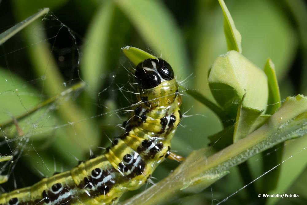 Buchsbaumzünsler, Cydalima perspectalis