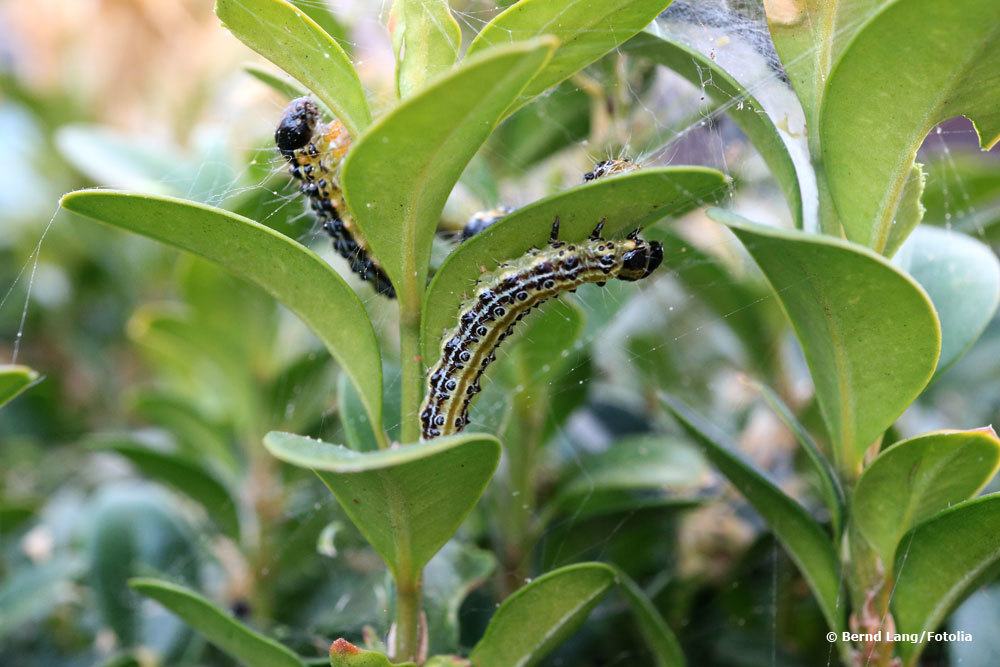 Buchsbaumzünsler, Cydalima perspectalis