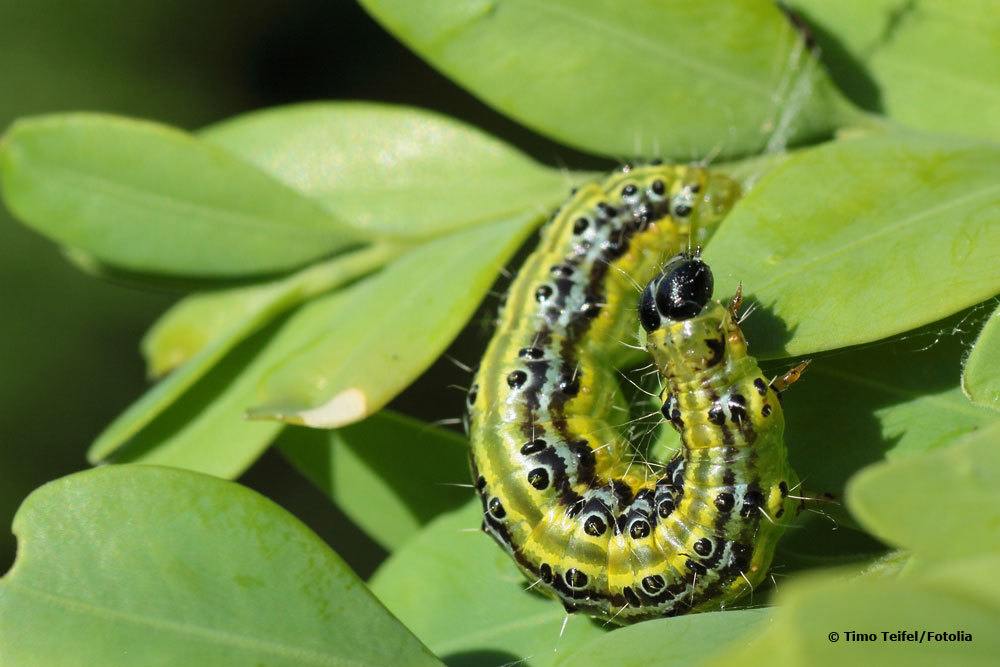 Buchsbaumzünsler, Cydalima perspectalis