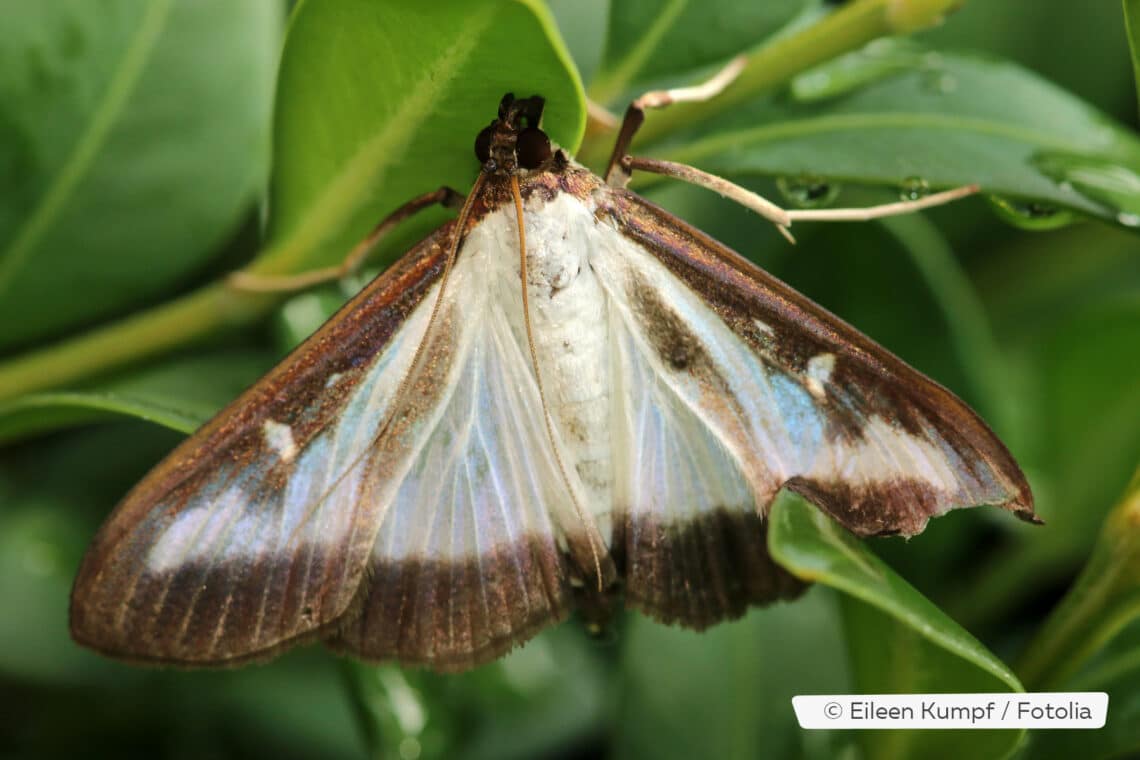 Buchsbaumzünsler (Cydalima perspectalis) als Falter