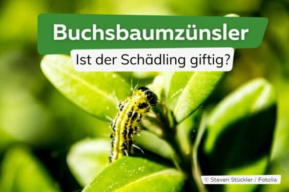 Ist der Buchsbaumzünsler giftig