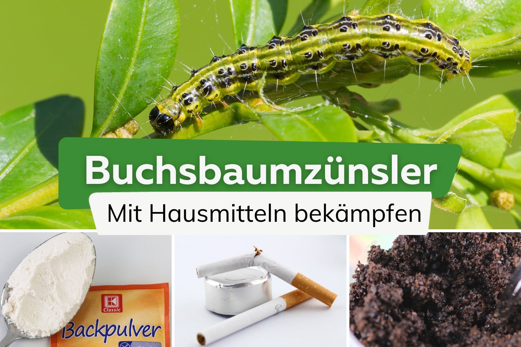 Buchsbaumzünsler mit Hausmitteln bekämpfen