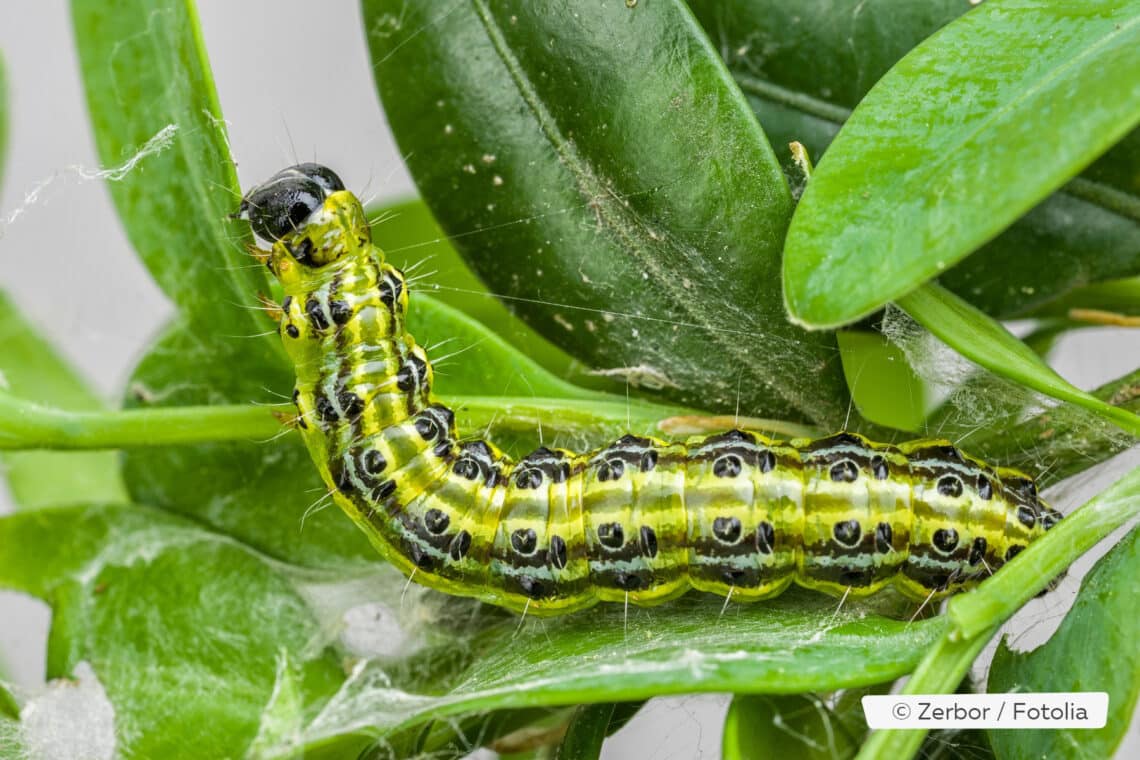 Buchsbaumzünsler (Cydalima perspectalis), Raupe