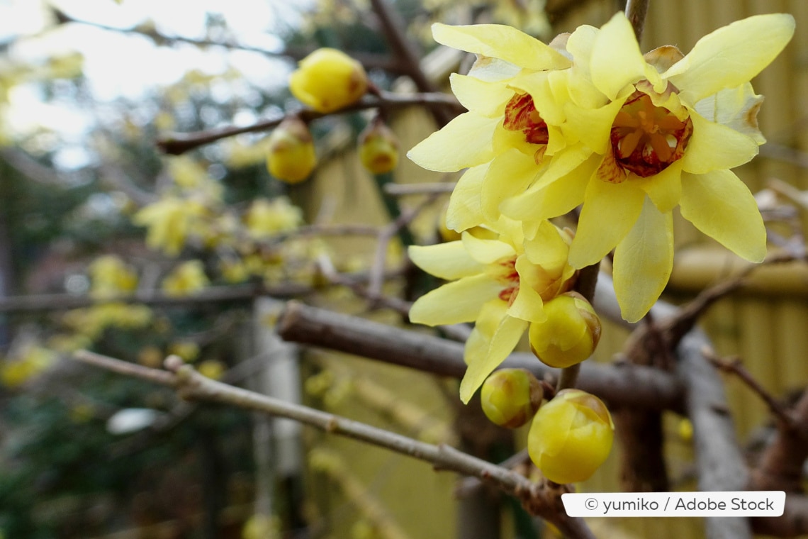 Chinesische Wunderblüte (Chimonanthus praexcox)