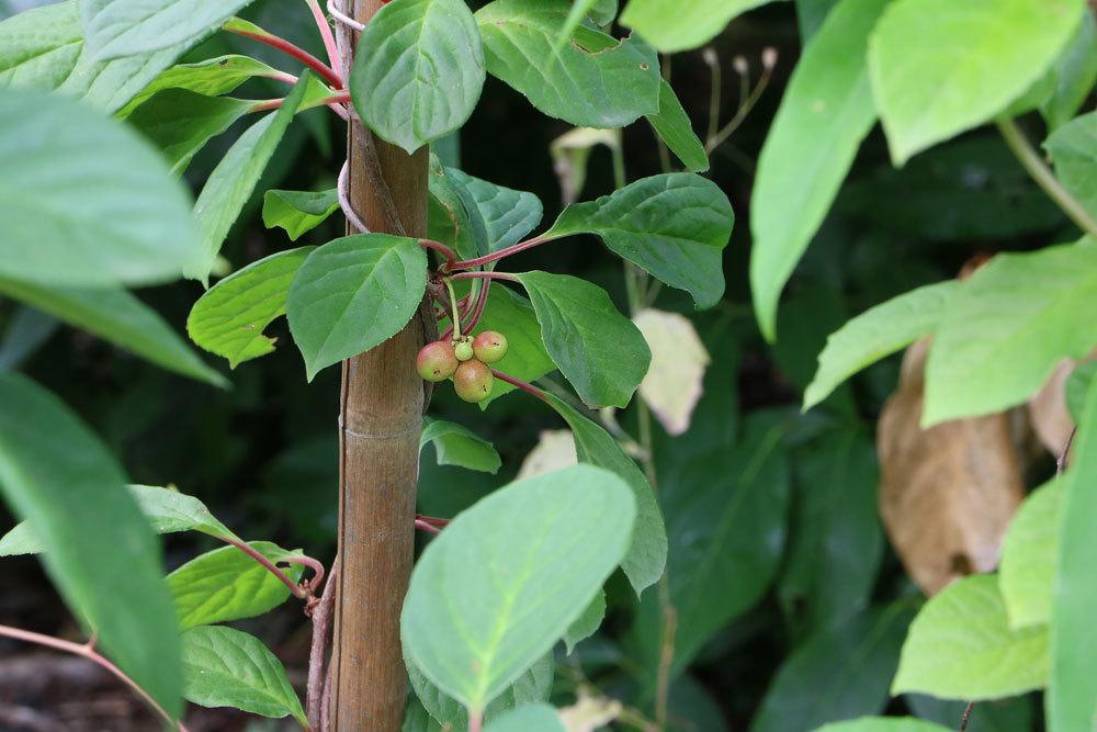 Chinesisches Spaltkörbchen, Schisandra chinensis