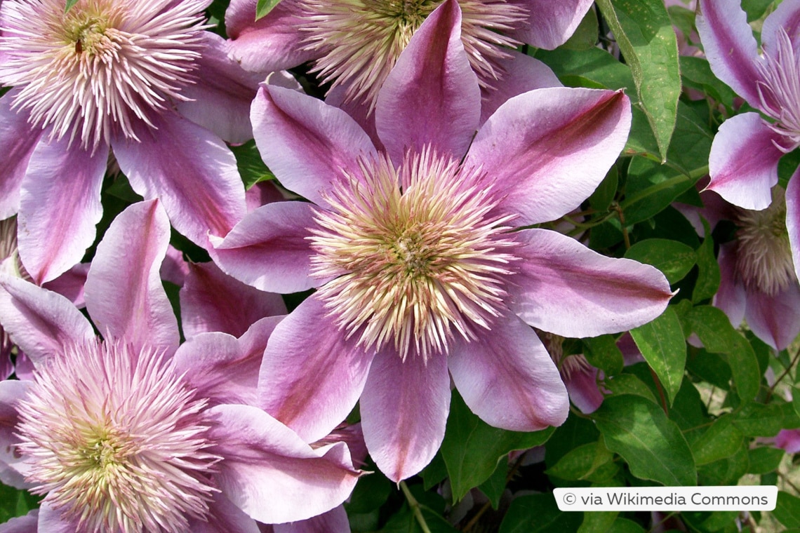 Clematis 'Josephine'