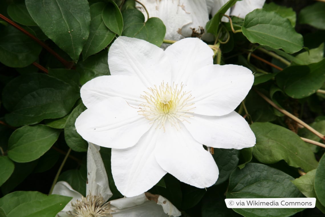 Clematis 'Madame Le Coultre'