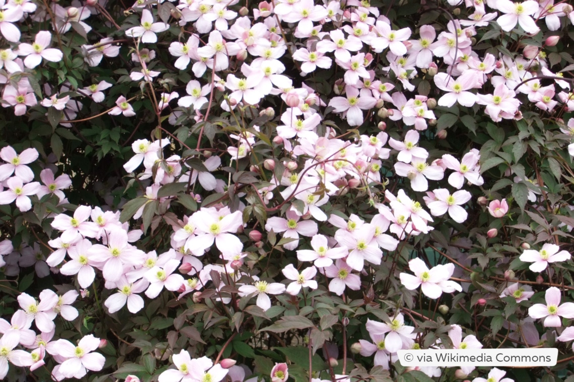 Clematis montana 'Rubens'