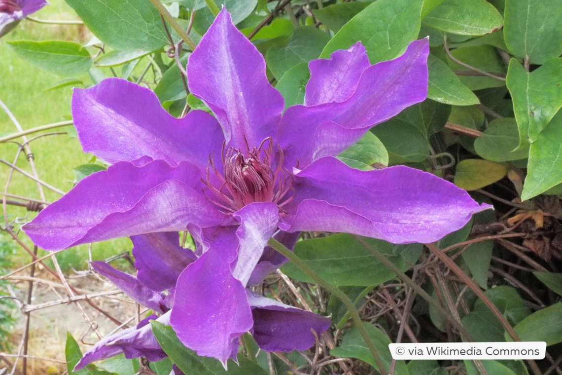 Clematis 'The President'