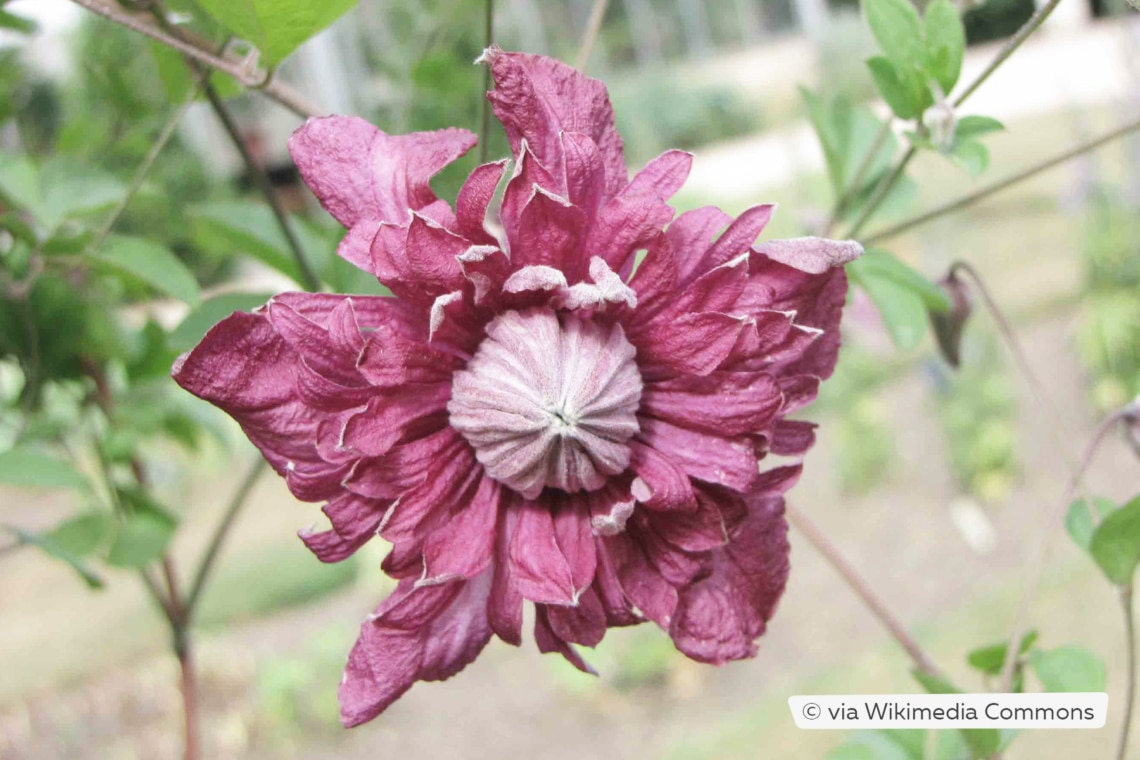 Clematis viticella 'Purpurea Plena Elegans'